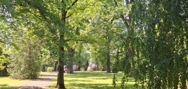 Bäume auf dem Alten Friedhof