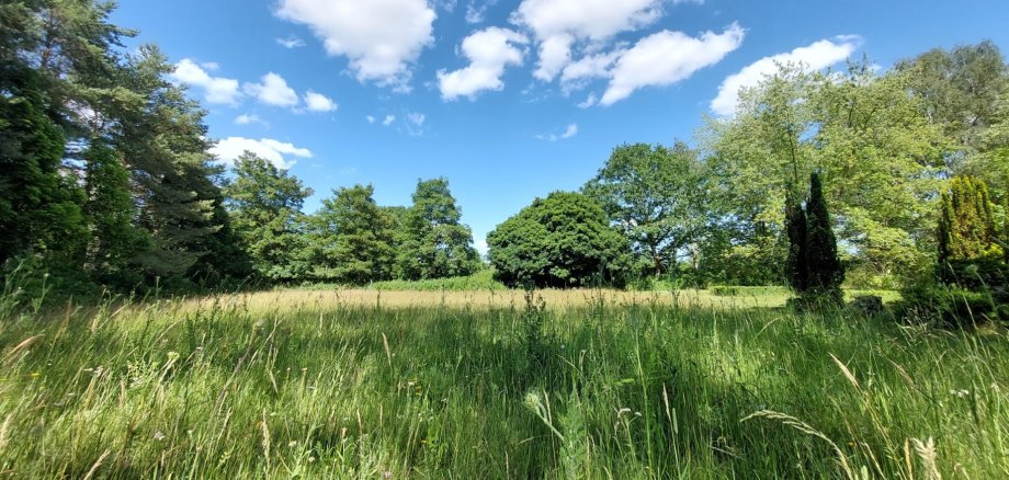 Blüh- und Bienenwiese auf dem Parchimer Neuen Friedhof