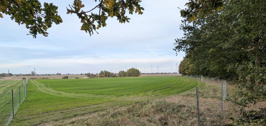 Die Fläche auf der gepflanzt werden soll, ist bereits eingezäunt. Sie wird im Vorfeld der Pflanzaktion entsprechend vorbereitet.