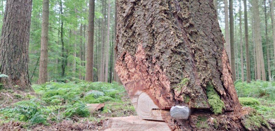 Holzeinschlag im Slater Revier: Die Parchimer Forstverwaltung bietet ab September den Holzverkauf an private Kleinkunden an.